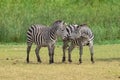 Two zebras playing together Royalty Free Stock Photo