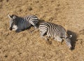 Two Zebras relaxing. Royalty Free Stock Photo