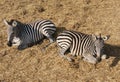 Two Zebras relaxing. Royalty Free Stock Photo