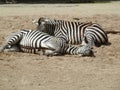 Two zebras in the zoo Germany. Royalty Free Stock Photo