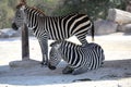 Two zebras in the safari park Royalty Free Stock Photo