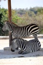 Two zebras in the safari Royalty Free Stock Photo