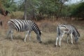 Two zebras in safari Royalty Free Stock Photo