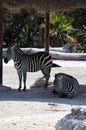 Two zebras in the safari Royalty Free Stock Photo