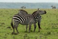 Two zebras on the savannah Royalty Free Stock Photo