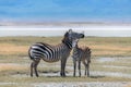 Two zebras in the savannah Royalty Free Stock Photo