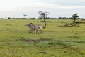 Two zebras on the savannah Royalty Free Stock Photo