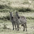 Two zebras, Serengeti national park Royalty Free Stock Photo