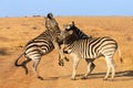 Two zebras settle each other`s differences in the savannah Royalty Free Stock Photo