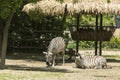 Two zebras Royalty Free Stock Photo