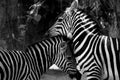 Love of two zebras Royalty Free Stock Photo