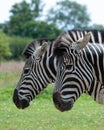 Two zebras side by side. Royalty Free Stock Photo