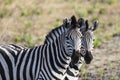 Two zebras side by side in Botswana. Royalty Free Stock Photo