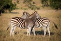 Two zebras, South Africa Royalty Free Stock Photo