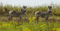 Two Zebras stand in the African plains Royalty Free Stock Photo
