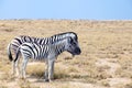 Two zebras stand next to each other closeup in savanna, safari in Etosha National Park, Namibia, Southern Africa Royalty Free Stock Photo
