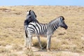 Two zebras stand next to each other closeup in savanna, safari in Etosha National Park, Namibia, Southern Africa Royalty Free Stock Photo