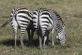 Two zebras standing backwards that graze in the savanna in the d