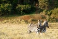 Two Zebras standing in a field in Addo Royalty Free Stock Photo