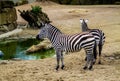 Two zebras standing in front of a pond in a zoo Royalty Free Stock Photo