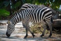 Two zebras standing on the nature background close to each other Royalty Free Stock Photo