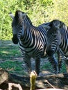 Two zebras standing next to each other in a field in the shade Royalty Free Stock Photo