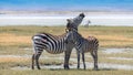 Two zebras, mother and baby Royalty Free Stock Photo