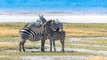 Two zebras in the Ngorongoro crater Royalty Free Stock Photo