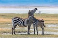 Two zebras standing Royalty Free Stock Photo