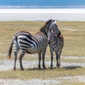 Two zebras standing Royalty Free Stock Photo