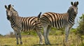 Two Zebras standing opposite each other