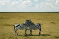 Two zebras standing side-by-side in a grassy field, looking off into the distance Royalty Free Stock Photo