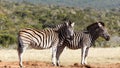 Two Zebras standing side by side waiting their turn Royalty Free Stock Photo