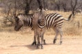 Two Zebras Standing in T-Shape