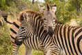 Two zebras standing with their necks crossed Royalty Free Stock Photo