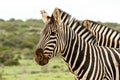 Two Zebras standing together Royalty Free Stock Photo