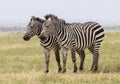 Two Zebras Standing Together Royalty Free Stock Photo