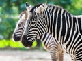 Two zebras standing up Royalty Free Stock Photo