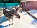 Two zebras are standing in the zoo. African animals Royalty Free Stock Photo