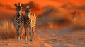 Two Zebras at Sunset in African Savanna Royalty Free Stock Photo