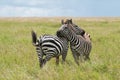 Two Zebras, Tanzania, Africa