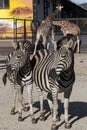 Two zebras and two giraffes Royalty Free Stock Photo