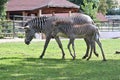 Two zebras Royalty Free Stock Photo