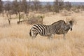 Two zebras walking in the bush , Kruger National park, South Africa