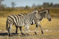 Two zebra walking in dry bush in warm afternoon sunshine in Moremi in Okavango Delta in Botswana Royalty Free Stock Photo