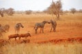 Zebras and warthogs in the savannah