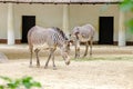 Two zebras in Zoo Royalty Free Stock Photo