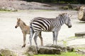 Two zebras in the zoo Royalty Free Stock Photo