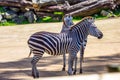 Two zebras in the zoo aviary Royalty Free Stock Photo