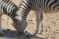 Two zebras in the zoo of the city of Minsk Royalty Free Stock Photo